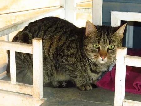 Anela, 4yo Mixed Breed for adoption at Katzenhilfe-Westerwald e.V.