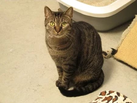 Risha, female young Mixed Breed for adoption at Katzenhilfe-Westerwald e.V.