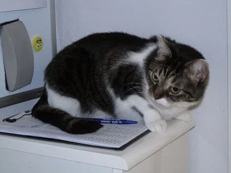 Henry und Hadley, male 7yo Mixed Breed for adoption at Katzenhilfe-Westerwald e.V.