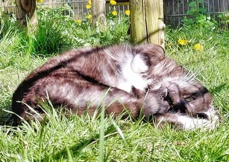 Bubi, 3yo Mixed Breed for adoption at Katzenhilfe-Westerwald e.V.