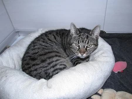 Pepe, male senior Mixed Breed for adoption at Katzenhilfe-Westerwald e.V.