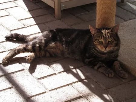 Vivi, female 7yo Mixed Breed for adoption at Katzenhilfe-Westerwald e.V.