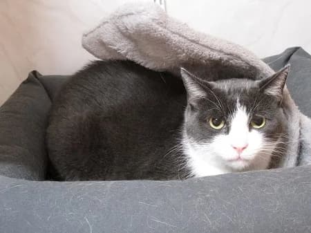 River, male 6yo Mixed Breed for adoption at Katzenhilfe-Westerwald e.V.