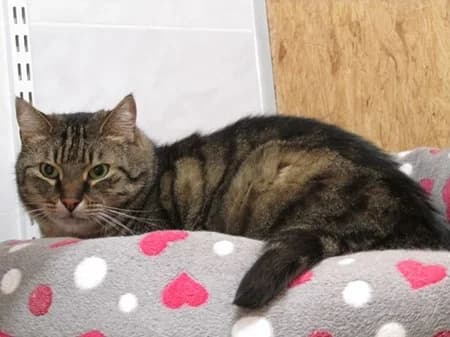 Celeste, 3yo Mixed Breed for adoption at Katzenhilfe-Westerwald e.V.