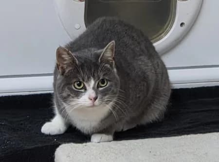 Salma, young Mixed Breed for adoption at Katzenhilfe-Westerwald e.V.