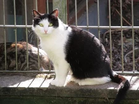 Hadley und Henry, male 6yo Mixed Breed for adoption at Katzenhilfe-Westerwald e.V.