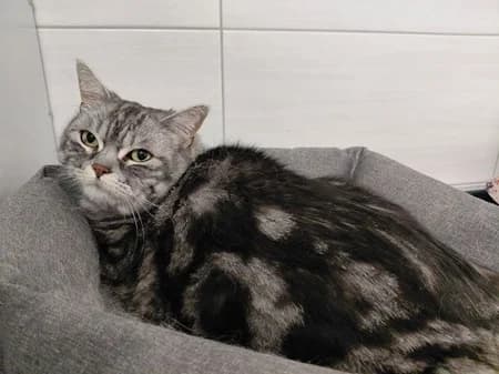 Chico, male senior Mixed Breed for adoption at Katzenhilfe-Westerwald e.V.