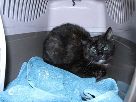 Lillifee, young Mixed Breed for adoption at Katzenhilfe-Westerwald e.V.