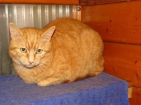 Jean-Pierre, male 6yo Mixed Breed for adoption at Katzenhilfe-Westerwald e.V.