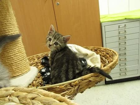 Faiza, puppy Mixed Breed for adoption at Katzenhilfe-Westerwald e.V.