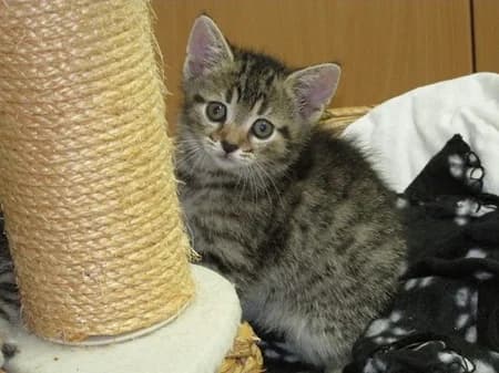 Flores, puppy Mixed Breed for adoption at Katzenhilfe-Westerwald e.V.