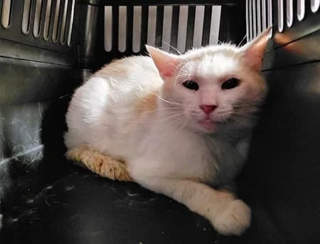 Lestat, 4yo Mixed Breed for adoption at Katzenhilfe-Westerwald e.V.