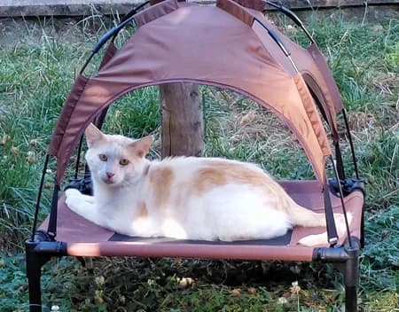 Lestat, 4yo Mixed Breed for adoption at Katzenhilfe-Westerwald e.V.