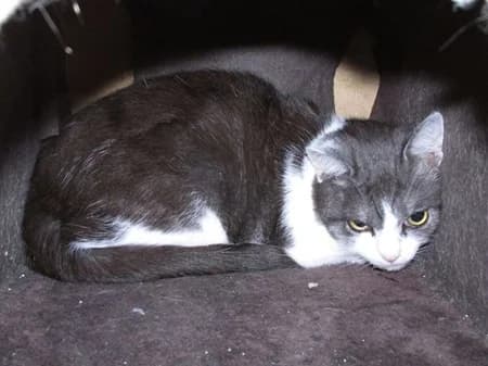 Barlow, young Mixed Breed for adoption at Katzenhilfe-Westerwald e.V.