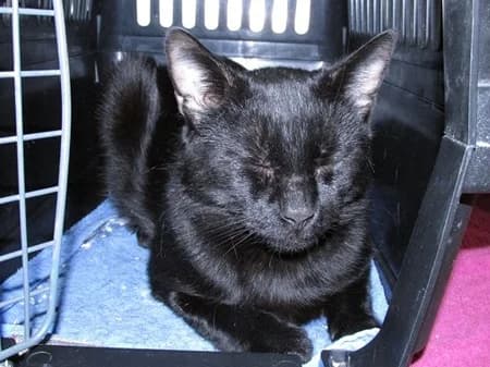 Amir, male young Mixed Breed for adoption at Katzenhilfe-Westerwald e.V.