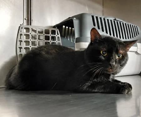 Kuno, 4yo Mixed Breed for adoption at Katzenhilfe-Westerwald e.V.