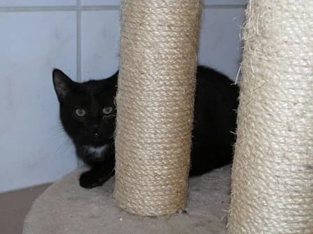 Baker, puppy Mixed Breed for adoption at Katzenhilfe-Westerwald e.V.