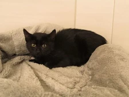 Yulika, puppy Mixed Breed for adoption at Katzenhilfe-Westerwald e.V.
