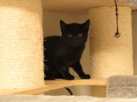 Ylana, puppy Mixed Breed for adoption at Katzenhilfe-Westerwald e.V.
