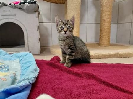 Marvel, puppy Mixed Breed for adoption at Katzenhilfe-Westerwald e.V.