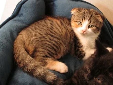 Charlize, puppy Mixed Breed for adoption at Katzenhilfe-Westerwald e.V.