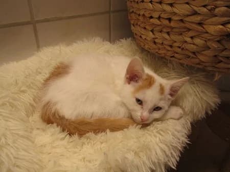 Gerry, puppy Mixed Breed for adoption at Katzenhilfe-Westerwald e.V.