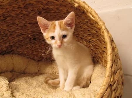 Gaia, puppy Mixed Breed for adoption at Katzenhilfe-Westerwald e.V.