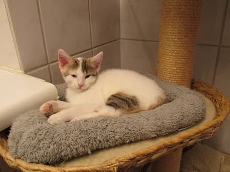 Ginny, puppy Mixed Breed for adoption at Katzenhilfe-Westerwald e.V.