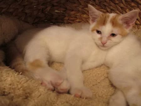 Gimli, puppy Mixed Breed for adoption at Katzenhilfe-Westerwald e.V.