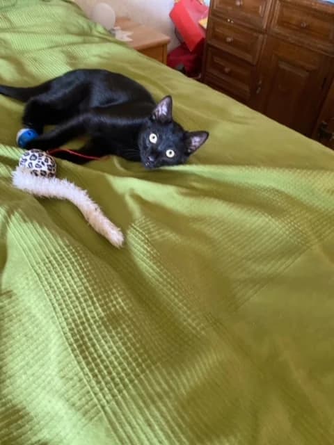 8212 V e r m i t t e l t 8212, male Mixed Breed Cat for adoption at Katzen in Not Düren, Niederzier