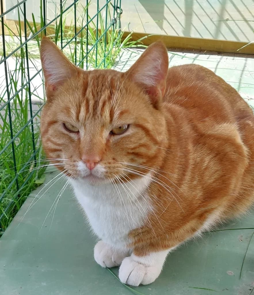 Verschmuster Löwe sucht neue Familie, male young Mixed Breed Cat for adoption at Katzen in Not Düren, Niederzier