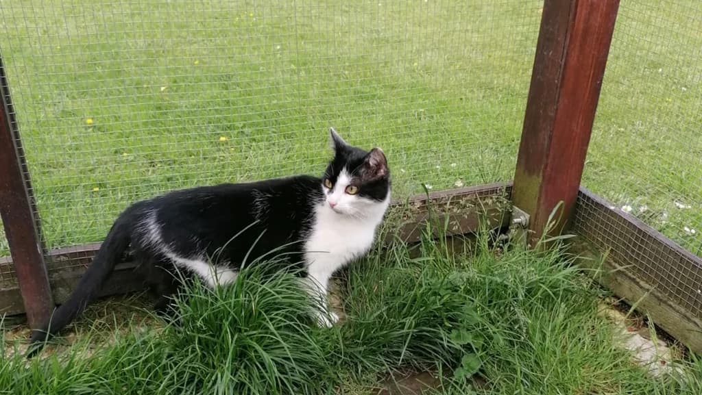 Kater Micha sucht ein neues Zuhause, male young Mixed Breed Cat for adoption at Katzen in Not Düren, Niederzier