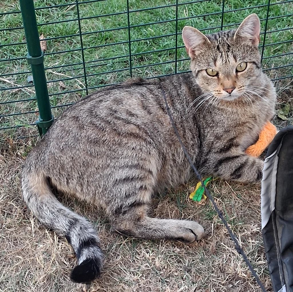 Verschmuster Lausbub Benny sucht liebe Familie mit Freigang, male Mixed Breed Cat for adoption at Katzen in Not Düren, Niederzier