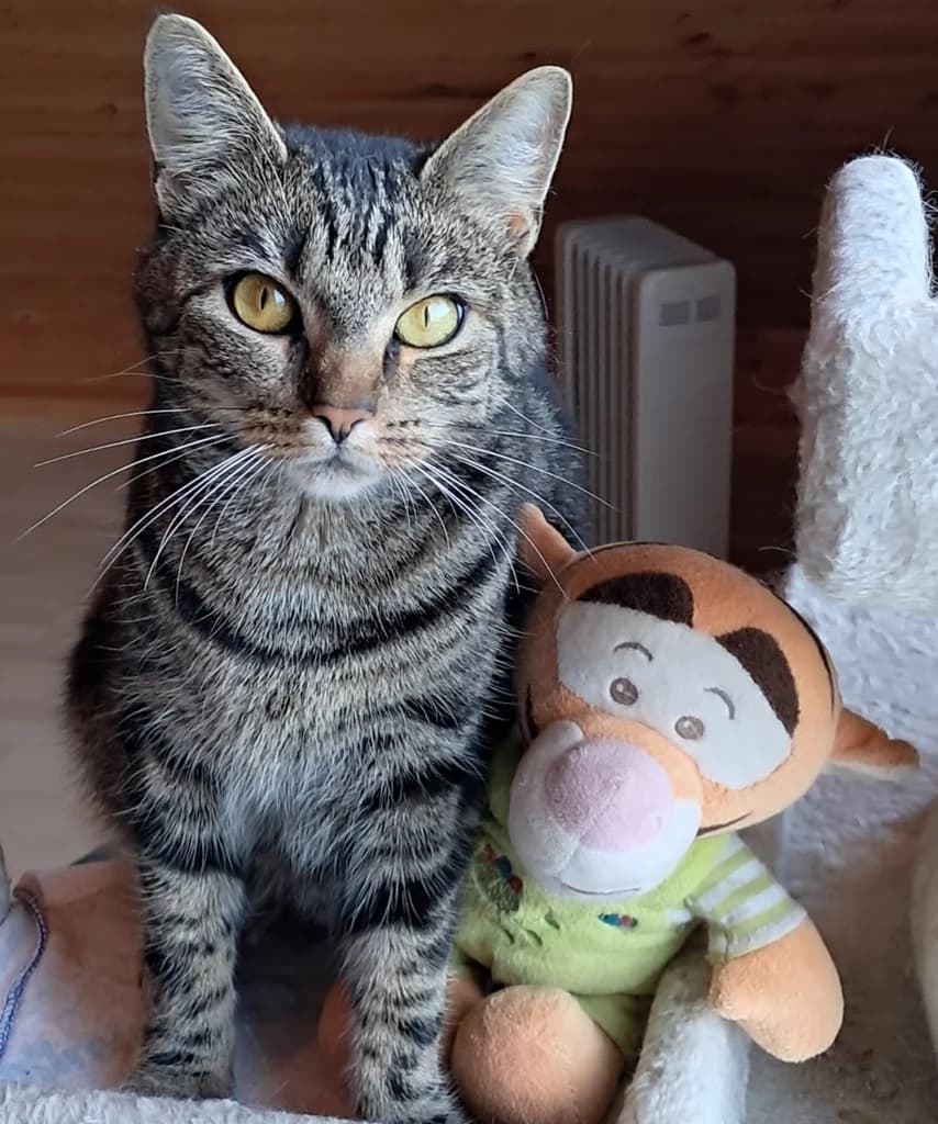 Paula sucht ihr Für-immer-Zuhause, female young Mixed Breed Cat for adoption at Katzen in Not Düren, Niederzier