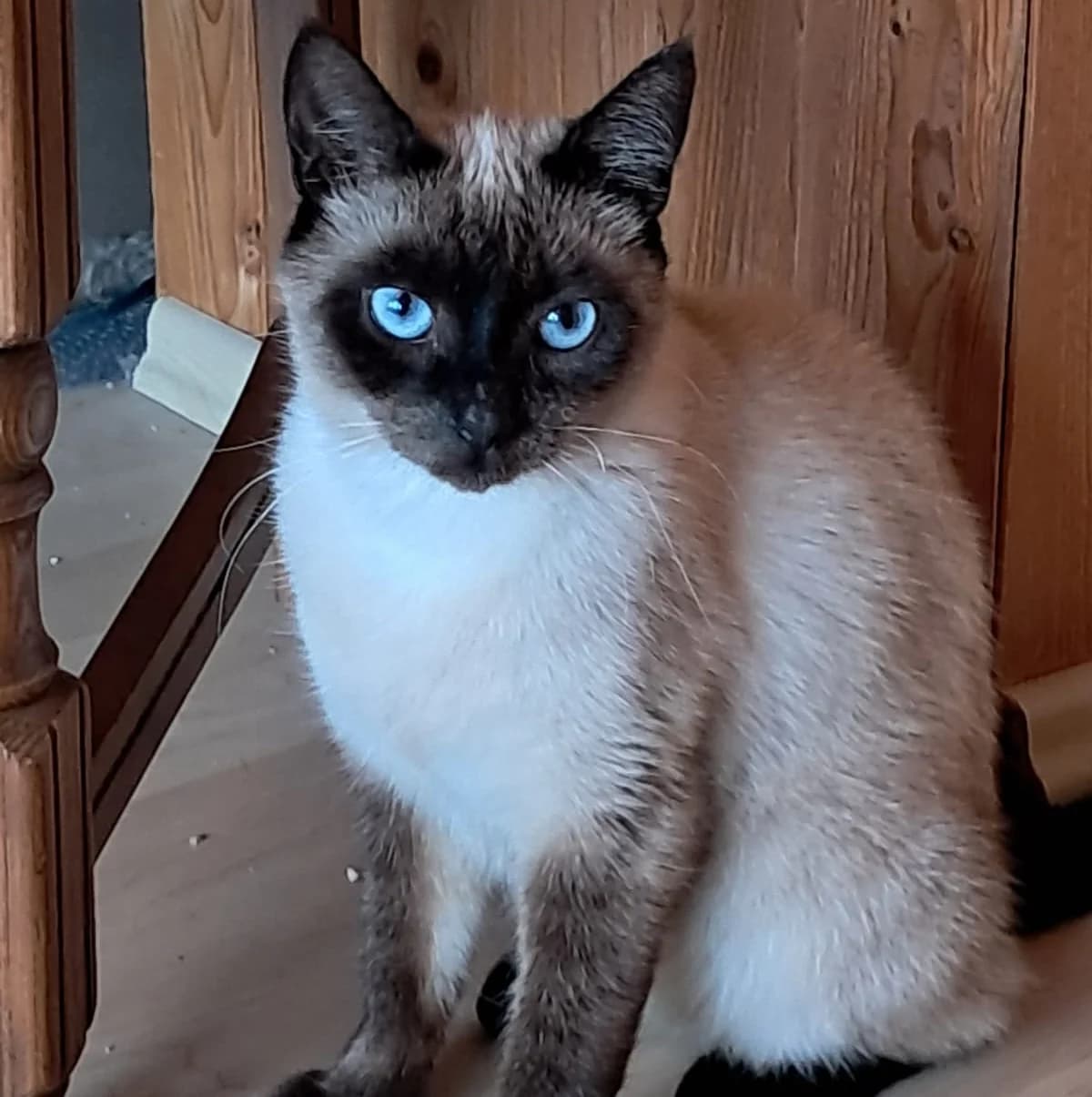 Zuhause gesucht für Sina, female young Mixed Breed Cat for adoption at Katzen in Not Düren, Niederzier