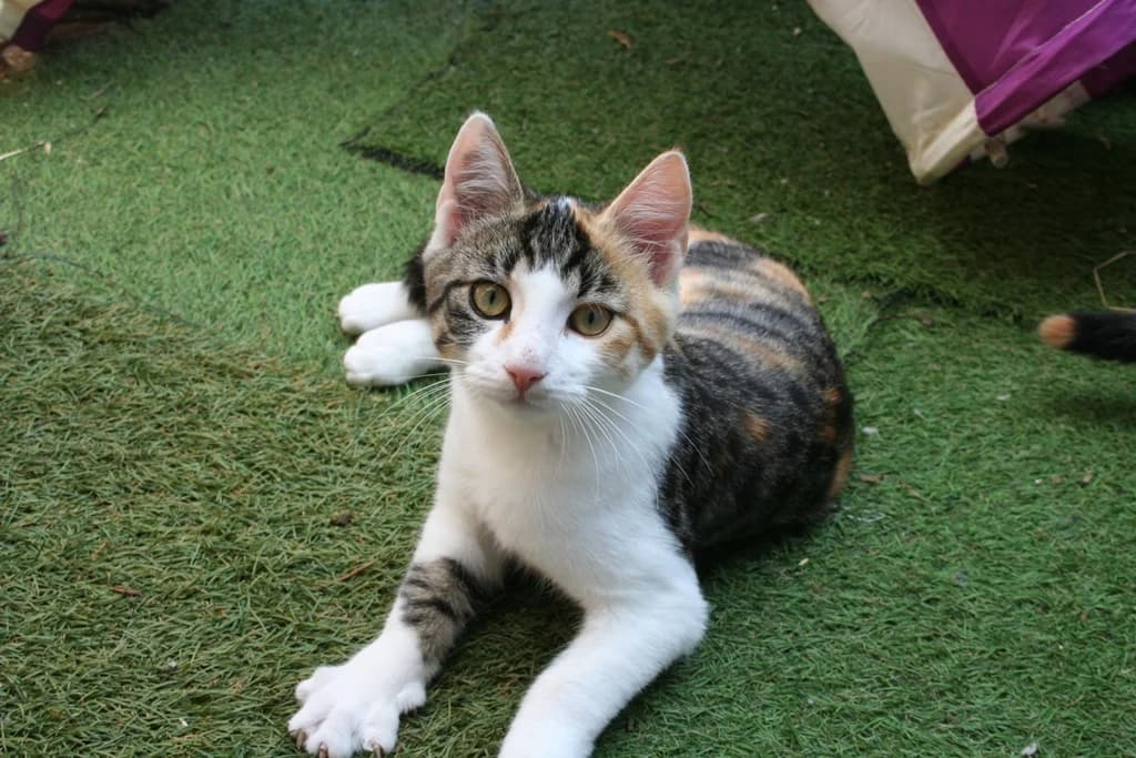 8211 V e r m i t t e l t 8211, female puppy Mixed Breed Cat for adoption at Katzen in Not Düren, Niederzier