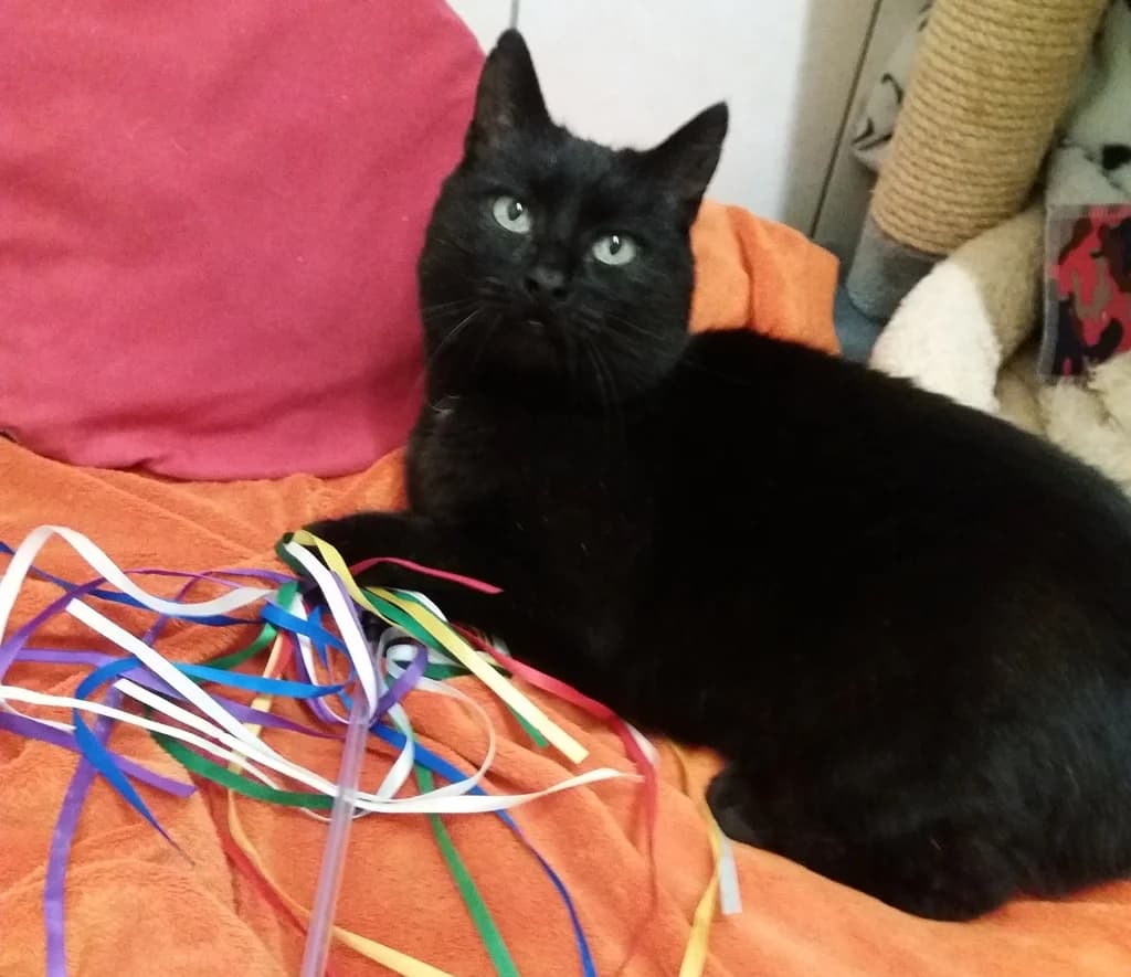 8212 V e r m i t t e l t 8212, weiß male 7yo Mixed Breed Cat for adoption at Katzen in Not Düren, Niederzier