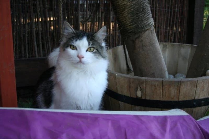 8212 V E R M I T T E L T 8212, male Mixed Breed Cat for adoption at Katzen in Not Düren, Niederzier