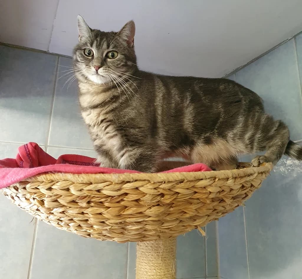 8212 V E R M I T T E L T 8212, male Mixed Breed Cat for adoption at Katzen in Not Düren, Niederzier