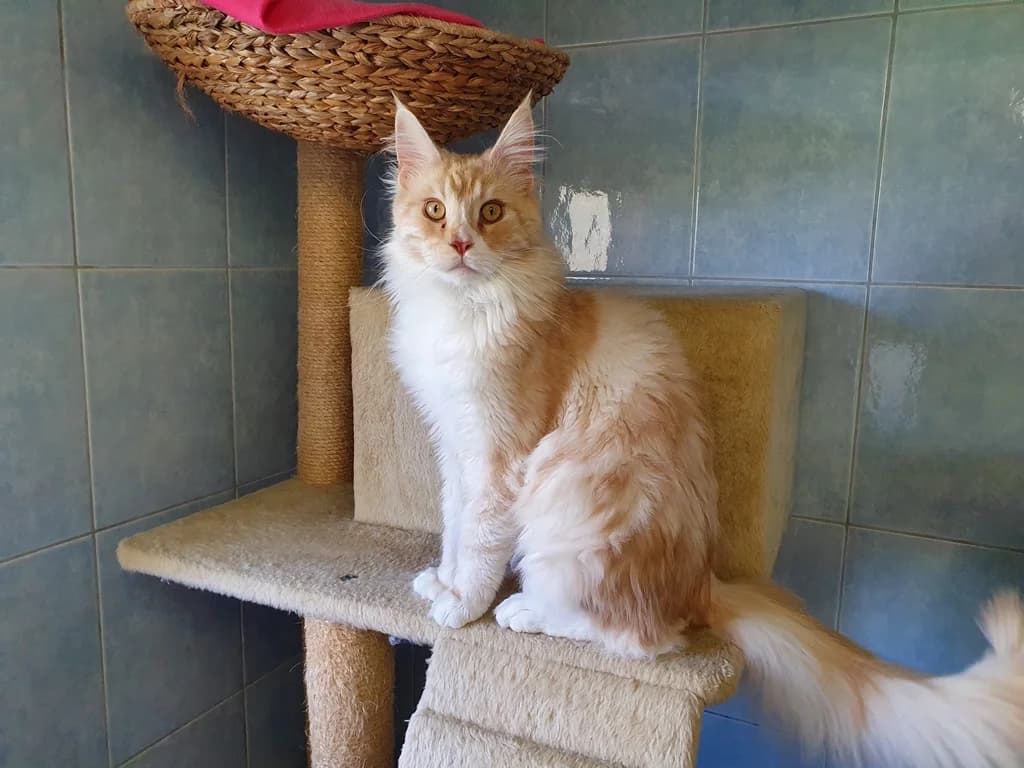 8212 V E R M I T T E L T 8212, Mixed Breed Cat for adoption at Katzen in Not Düren, Niederzier