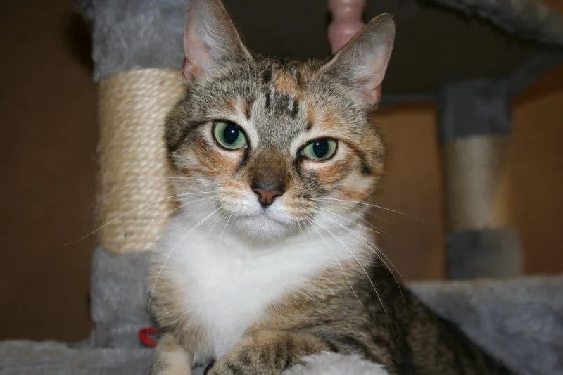 8212 V E R M I T T E L T 8212, female Mixed Breed Cat for adoption at Katzen in Not Düren, Niederzier