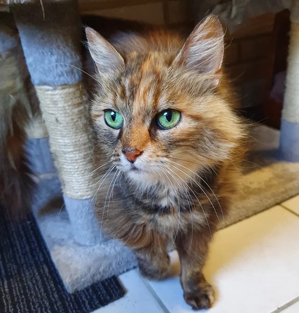 8212 V E R M I T T E L T 8212, female Mixed Breed Cat for adoption at Katzen in Not Düren, Niederzier