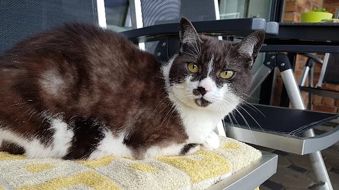 8212 V E R M I T T E L T 8212, female senior Mixed Breed Cat for adoption at Katzen in Not Düren, Niederzier