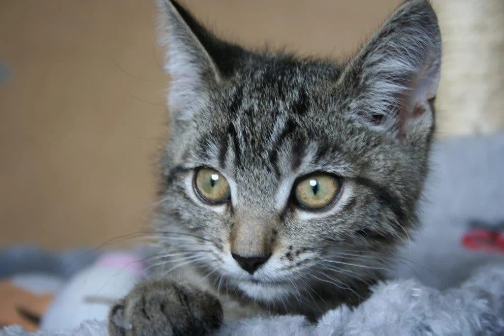 8212 V E R M I T T E L T 8212, Mixed Breed Cat for adoption at Katzen in Not Düren, Niederzier