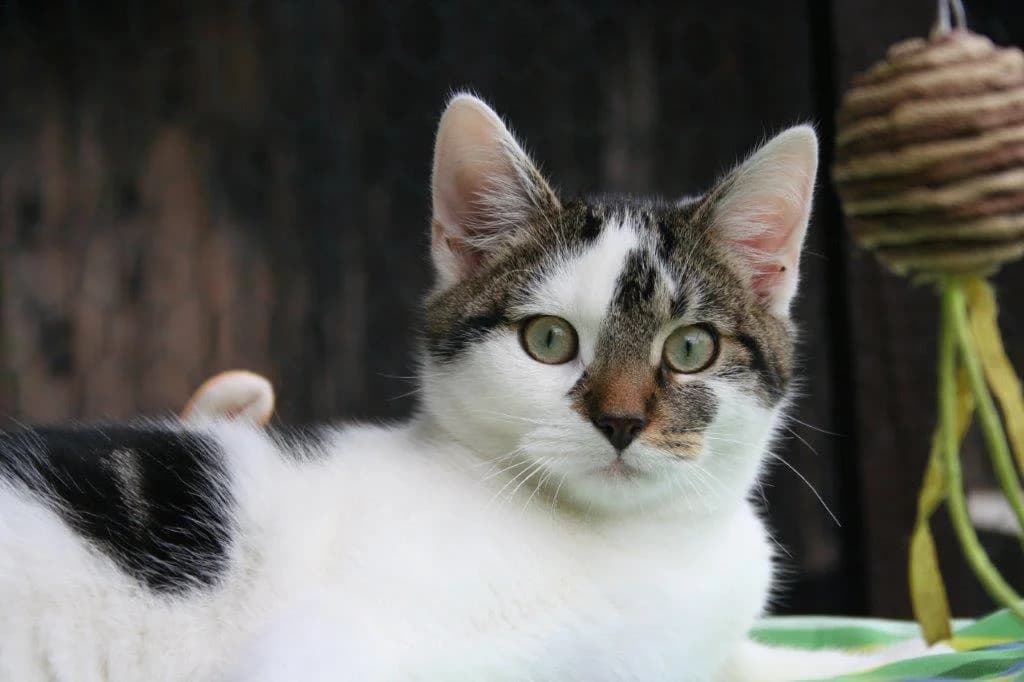 8212 V E R M I T T E L T 8212, male Mixed Breed Cat for adoption at Katzen in Not Düren, Niederzier