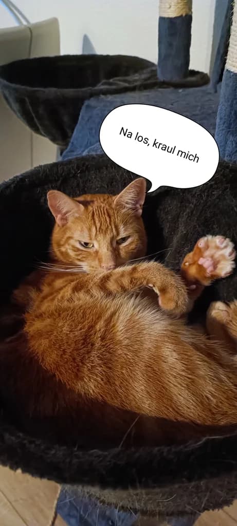 8212 V E R M I T T E L T 8212, male Mixed Breed Cat for adoption at Katzen in Not Düren, Niederzier