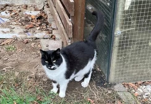8212 V E R M I T T E L T 8212, Mixed Breed Cat for adoption at Katzen in Not Düren, Niederzier