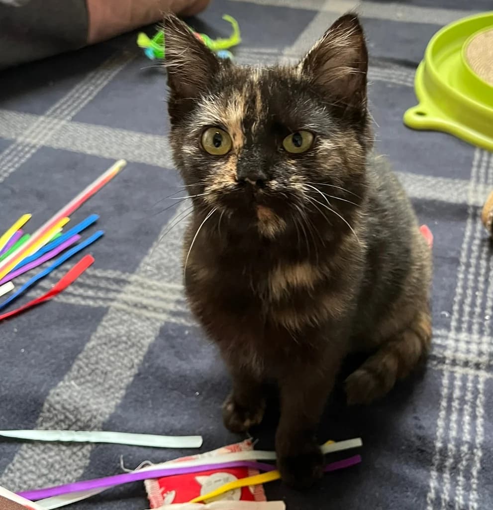 Wirbelwind Jessy sucht ihren neuen Menschen, male Mixed Breed Cat for adoption at Katzen in Not Düren, Niederzier