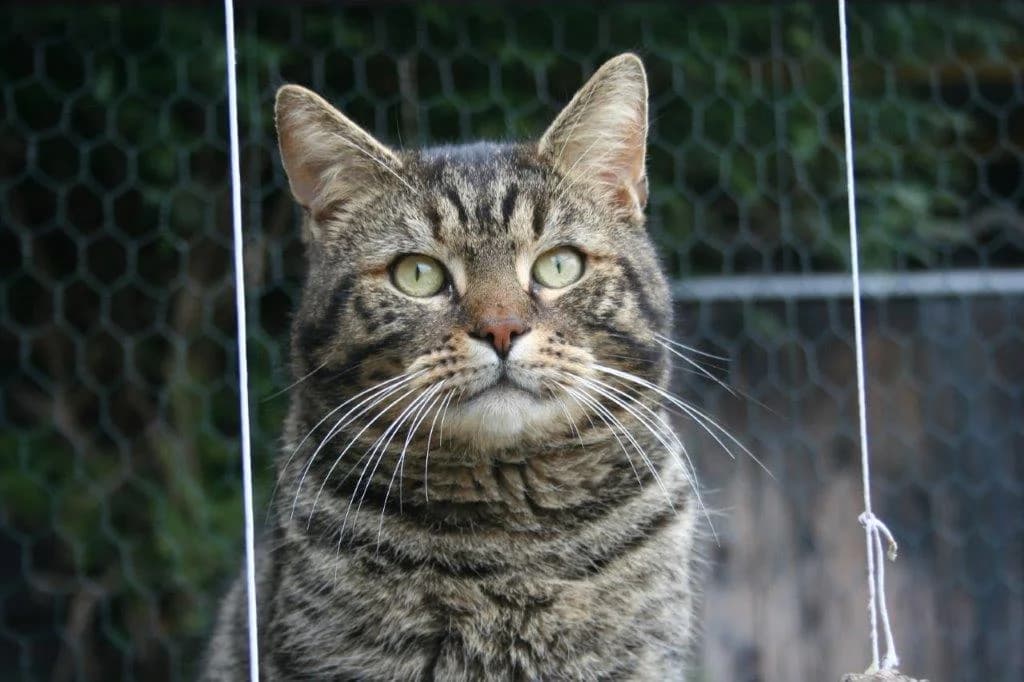 8212 V E R M I T T E L T 8212, male 3yo Mixed Breed Cat for adoption at Katzen in Not Düren, Niederzier