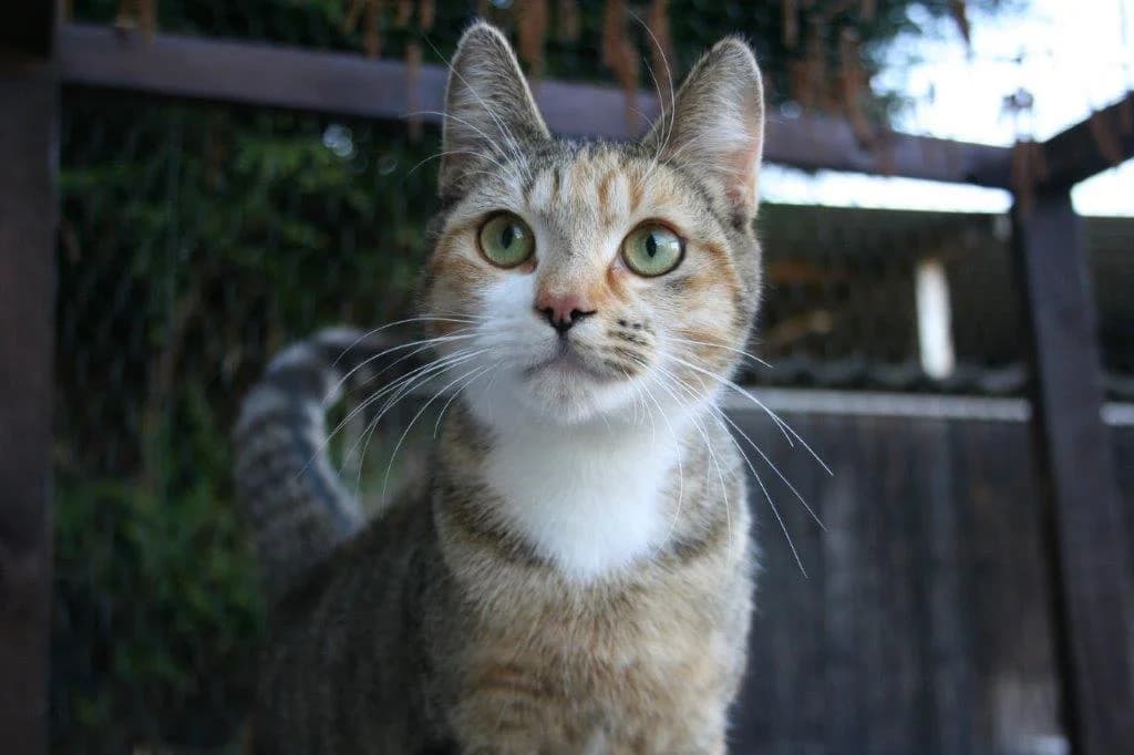 8212 V E R M I T T E L T 8212, female young Mixed Breed Cat for adoption at Katzen in Not Düren, Niederzier